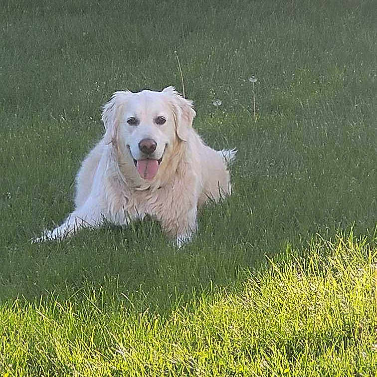 Ella joined the competition — help win amazing prizes! animal, ball, canine, dog, eskimodog, field, football, goldenretriever, grass, lawn, nature, outdoors, pet, plant, puppy, soccer, soccerball, sport, whitedog, yard