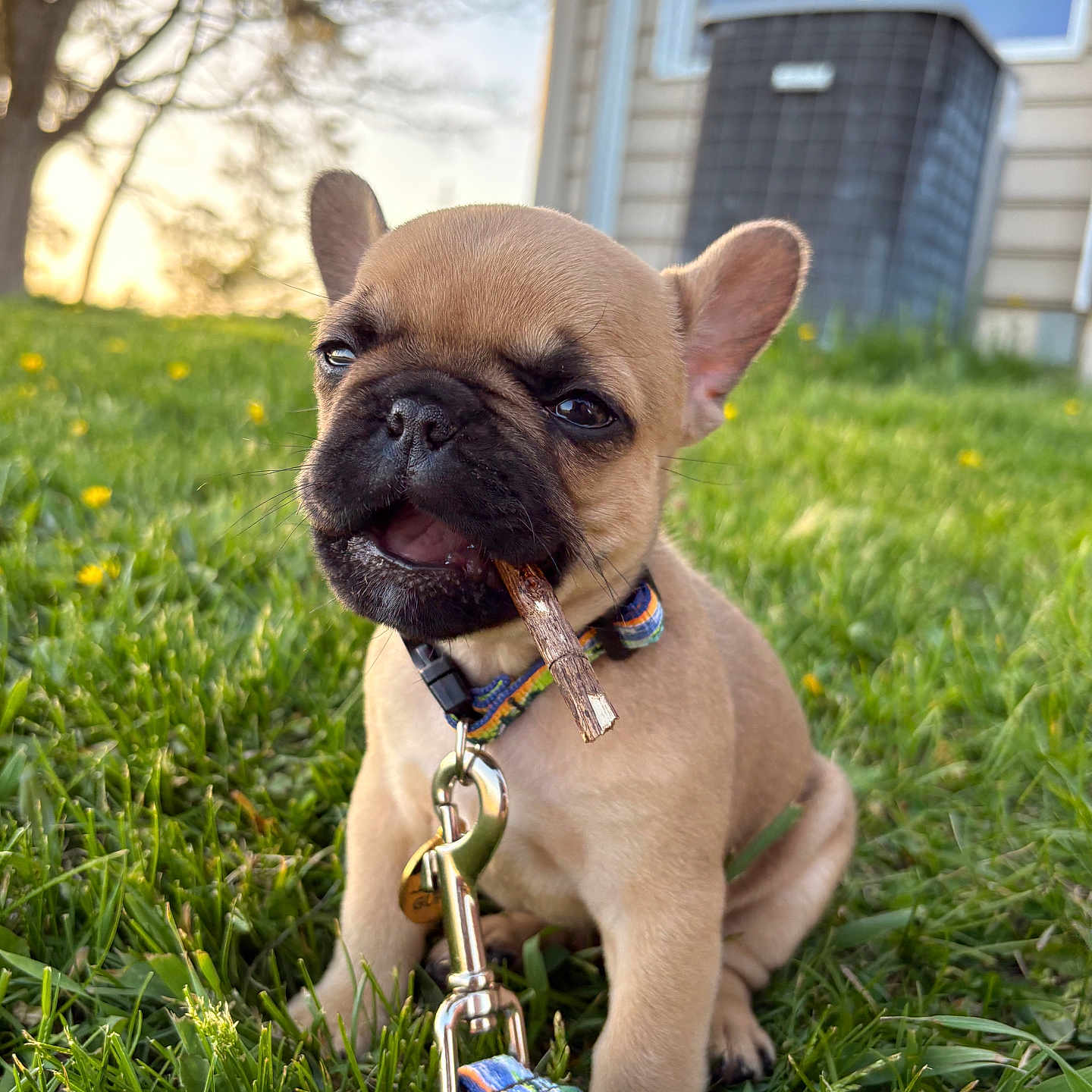 Guppy is registered to the contest to win money with this photo: puppy, dog, french_bulldog, grass, stick, collar, leash, outdoor, sunset, house, cute, pet, animal, small_dog, playful, nature, young_dog, greenery, daylight, background_blur