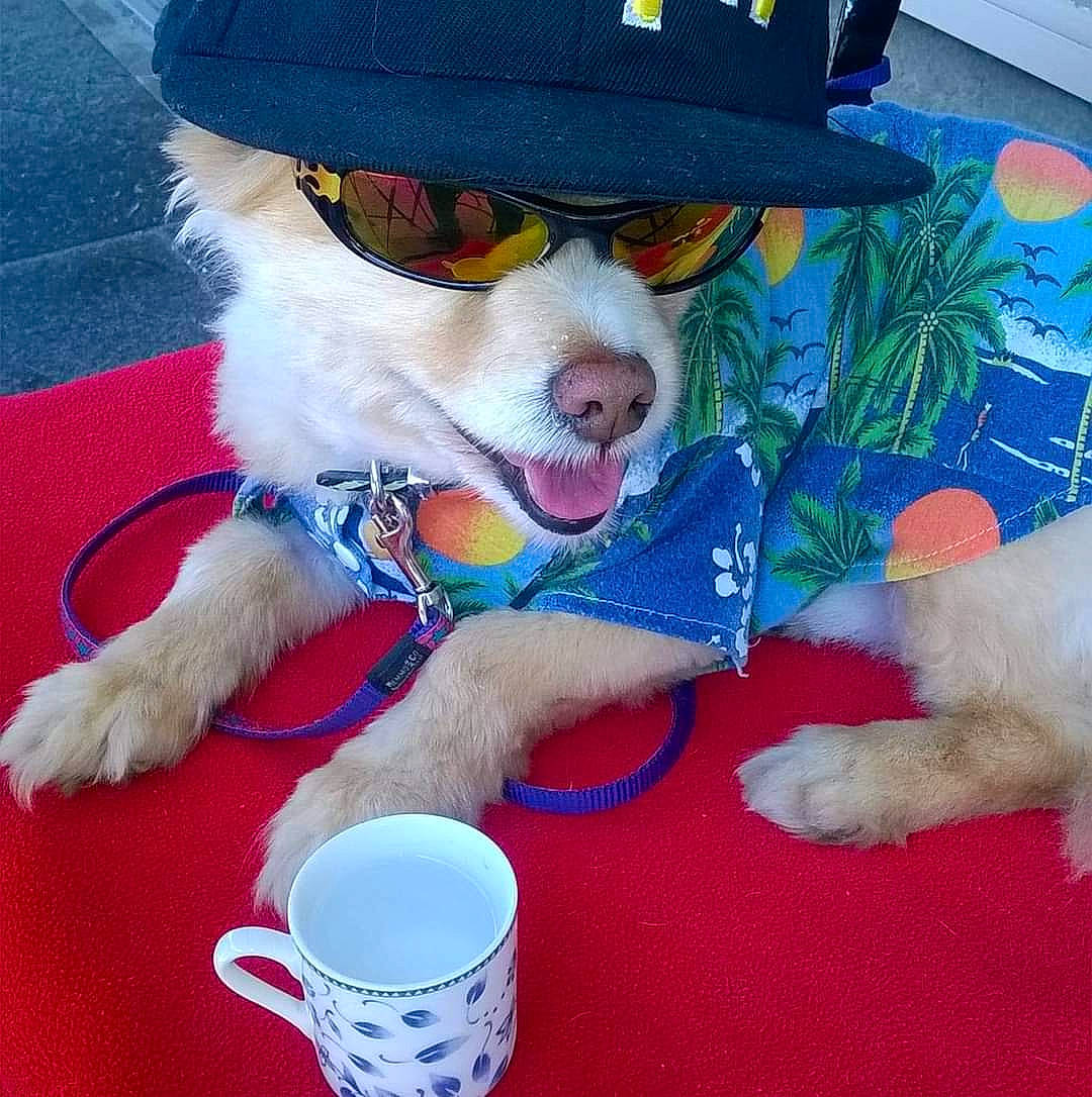 Really is registered to the contest to win money with this photo: cap, carnivore, collar, companion_dog, costume_hat, dog, dog_breed, dog_clothes, dog_collar, dog_supply, drinkware, eyewear, fashion_accessory, fedora, hat, mammal, party_hat, pet_supply, sporting_group, sun_hat