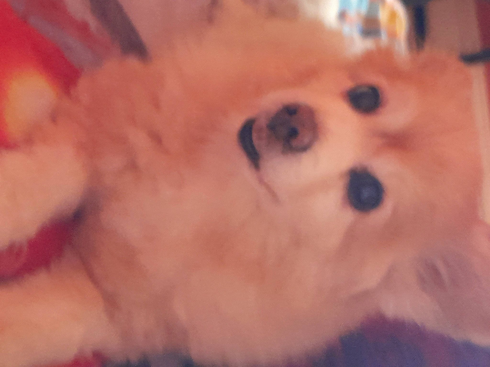 Really is registered to the contest to win money with this photo: canidae, carnivore, companion_dog, dog, dog_breed, eyelash, fawn, felidae, fur, natural_material, non_sporting_group, paw, snout, sporting_group, terrestrial_animal, toy, toy_dog, whiskers, working_animal