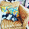 animal, armchair, black_and_white, colorful, couch, cozy, cushions, dog, eyes, face, floppy_ears, fur, indoor, living_room, lying_down, patterned, pet, puppy, sleeping, small_dog
