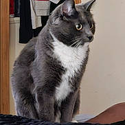 Joseph joined the competition — help win amazing prizes! bed, blanket, cat, clothes, cozy, curious, domestic_animal, door_frame, fabric, feline, fur, gray_cat, indoor, pet, portrait, side_view, sitting, whiskers, white_fur, wide_eyes