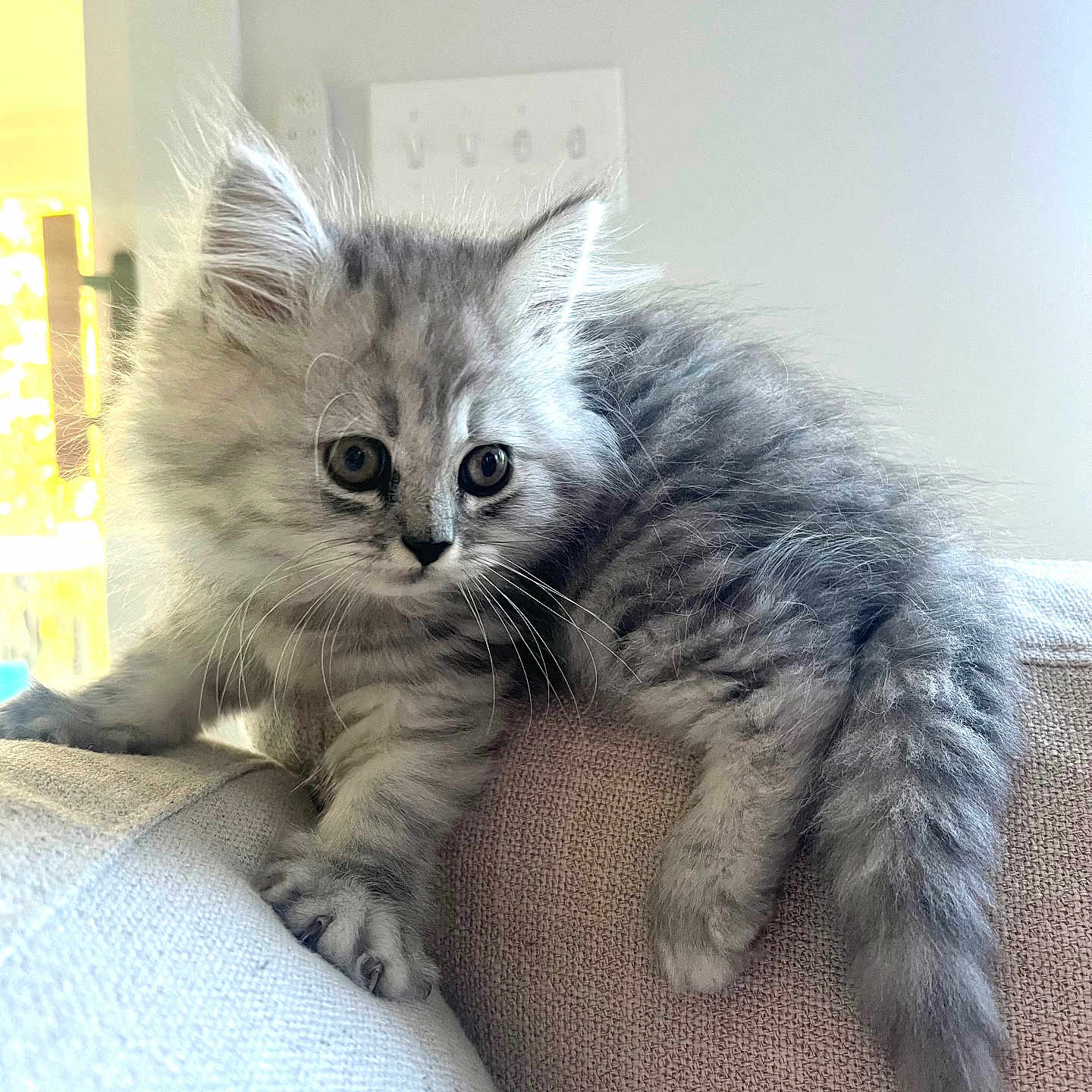 Axel joined the competition — help win amazing prizes! kitten, cat, gray_fur, fluffy, pet, indoor, couch, curious, young, whiskers, tail, closeup, feline, animal, cute, soft_light, cozy, climbing, small, domestic