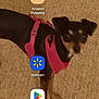 amazon_shopping_icon, animal, app_icons, black_dog, blurry, carpet, close_up, dog, domestic_animal, floor, harness, indoor, pet, play_store_icon, small_dog, smartphone_screen, standing, tan_markings, unfocused, walmart_icon