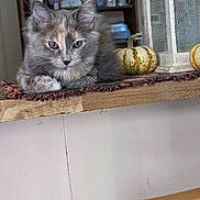 Peaches joined the competition — help win amazing prizes! cat, kitten, fluffy, long_hair, gray_fur, cream_fur, calico, animal, pet, feline, whiskers, ears, eyes, lying_down, indoor, kitchen, table, runner, gourd, decorative_pumpkin