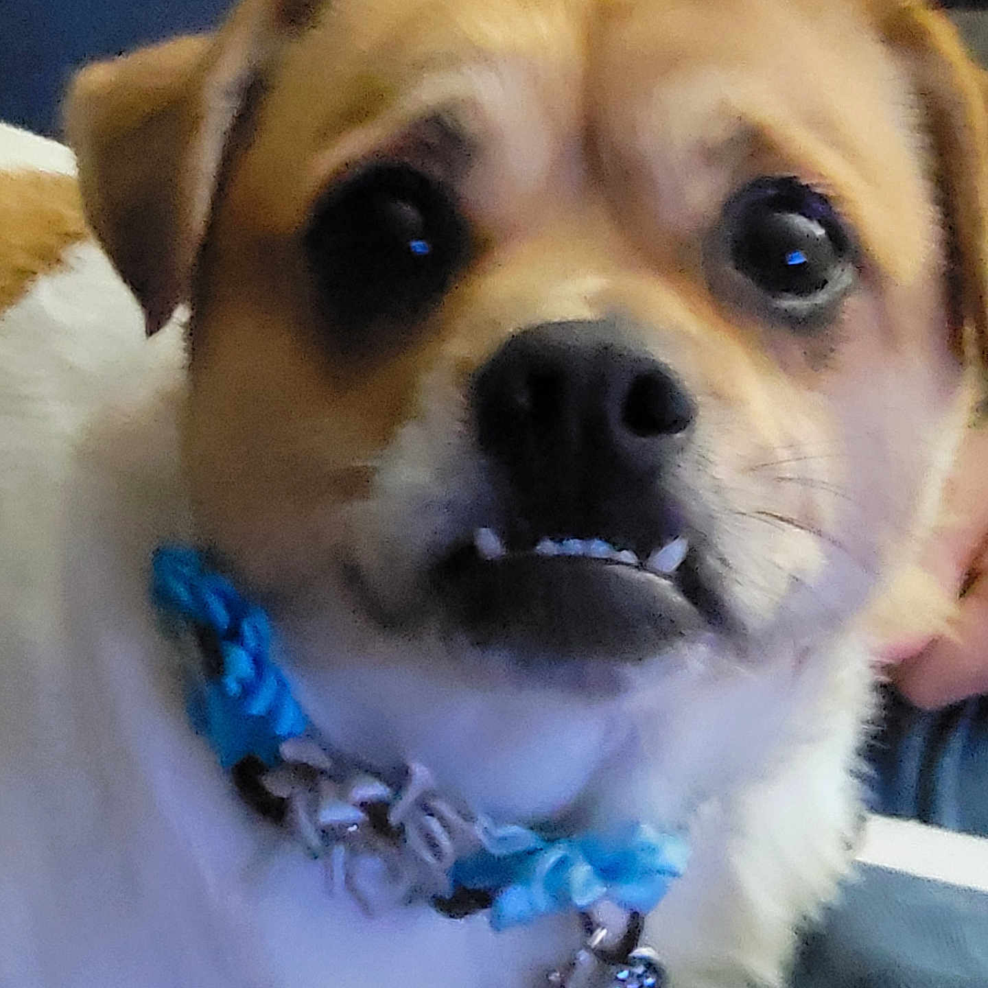 Ellie joined the competition — help win amazing prizes! animal, blue_collar, blurry, canine, close_up, collar, cute, dog, domestic_animal, ears, expression, face, fur, indoor, muzzle, pet, portrait, small_dog, tag, whiskers