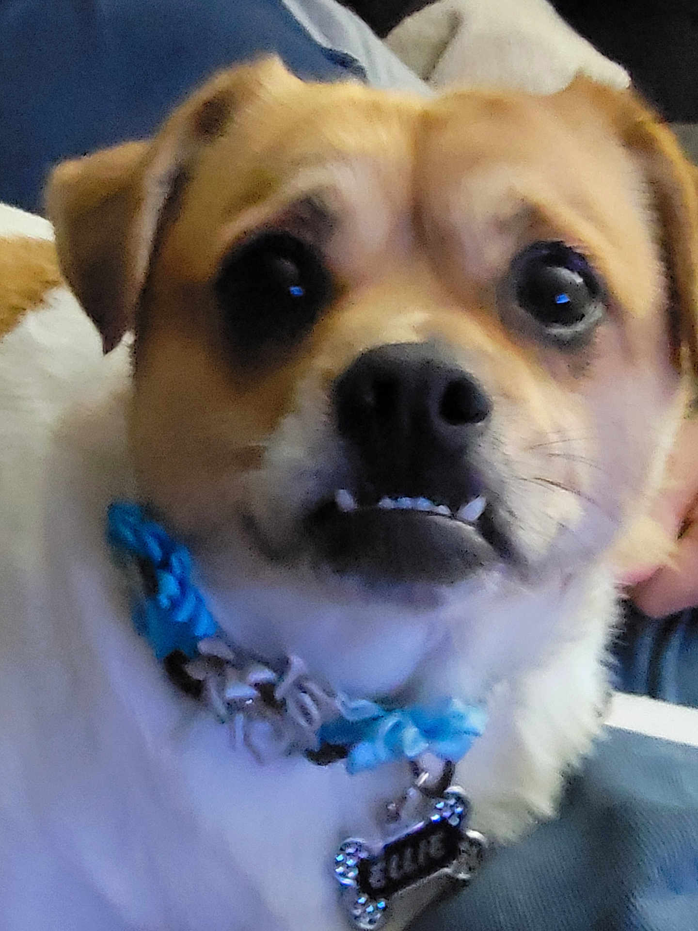 Ellie joined the competition — help win amazing prizes! dog, pet, close_up, collar, indoor, cute, animal, face, fur, small_dog, tag, blue_collar, domestic_animal, canine, portrait, muzzle, whiskers, ears, expression, blurry