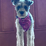 Leah is registered to the contest to win money with this photo: animal, bandana, canine, cute, dog, domestic_animal, door, ears, front_view, fur, furry, indoor, looking, mammal, nose, pet, portrait, puppy, standing, whiskers