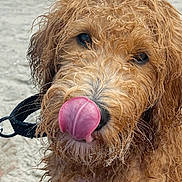 Charlie joined the competition — help win amazing prizes! dog, beach, sand, wet_fur, curly_fur, tongue, playful, animal, outdoor, leash, pet, close_up, summer, water, nature, cute, mammal, brown_fur, sea, canine