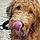 Charlie
