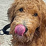 dog, beach, sand, wet_fur, curly_fur, tongue, playful, animal, outdoor, leash, pet, close_up, summer, water, nature, cute, mammal, brown_fur, sea, canine