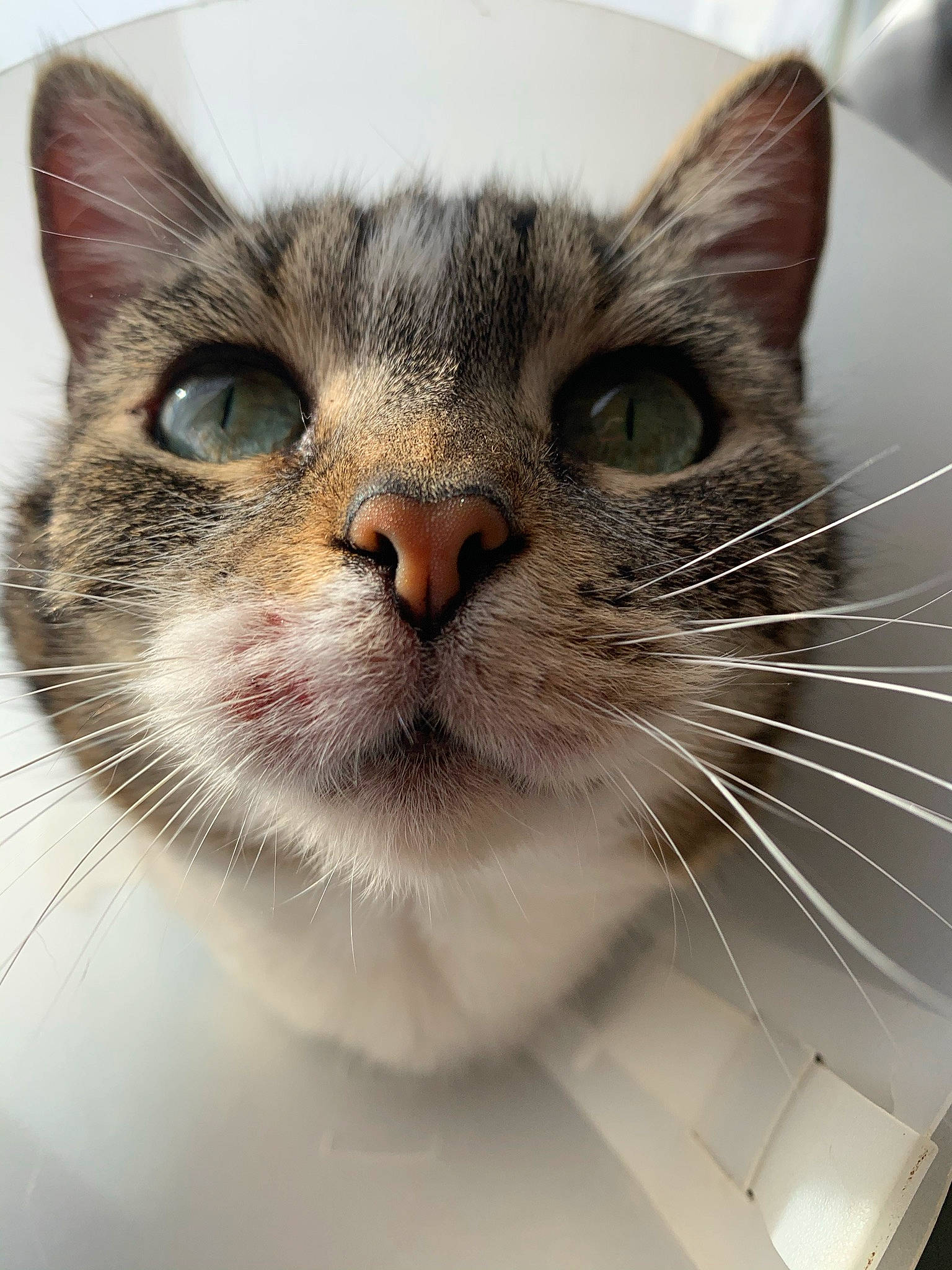 Nini participe au concours pour gagner de l'argent avec cette photo : box, carnivore, cat, cat_supply, close_up, domestic_short_haired_cat, eye, felidae, fur, head, paw, pet_supply, small_to_medium_sized_cats, snout, terrestrial_animal, whiskers