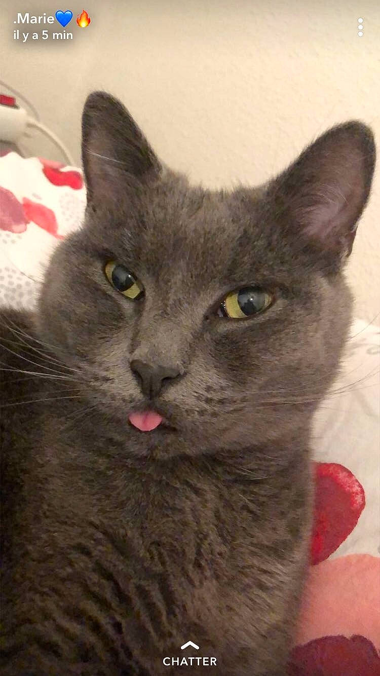 Chichou a rejoint le concours — aidez-le/la à gagner de superbes lots ! carnivore, cat, domestic_short_haired_cat, felidae, fur, grey, russian_blue, small_to_medium_sized_cats, snout, terrestrial_animal, whiskers