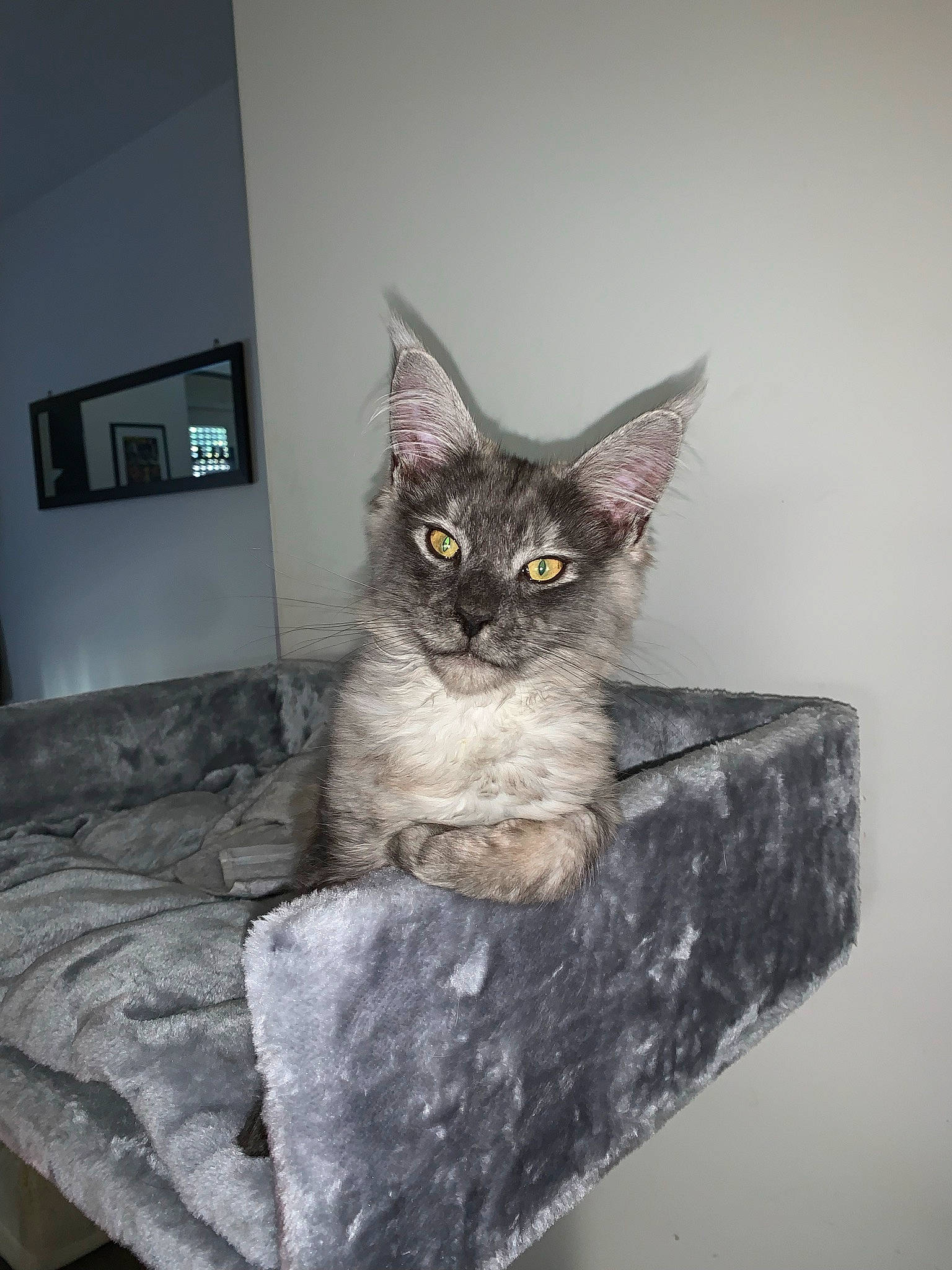 Sheldon a rejoint le concours — aidez-le/la à gagner de superbes lots ! art, bed, black_cat, carnivore, cat, chair, comfort, couch, domestic_short_haired_cat, felidae, flooring, fur, grey, paw, picture_frame, small_to_medium_sized_cats, snout, tail, whiskers, window