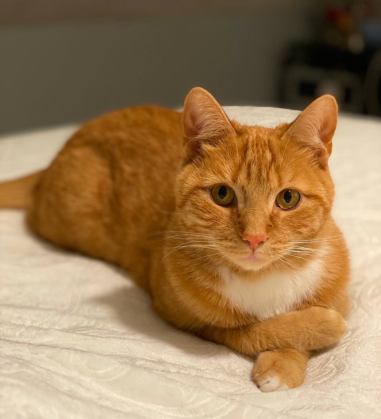 Clyde joined the competition — help win amazing prizes! carnivore, cat, claw, comfort, domestic_short_haired_cat, eye, fawn, felidae, fur, paw, small_to_medium_sized_cats, snout, tail, terrestrial_animal, wheel, whiskers, window, wood