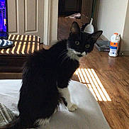 Cleo is registered to the contest to win money with this photo: cat, black_and_white, bed, indoor, wooden_floor, door, mirror, mop, cleaning_supplies, curious, pet, feline, household, sunlight, shadows, room, furniture, white_bedspread, domestic, looking