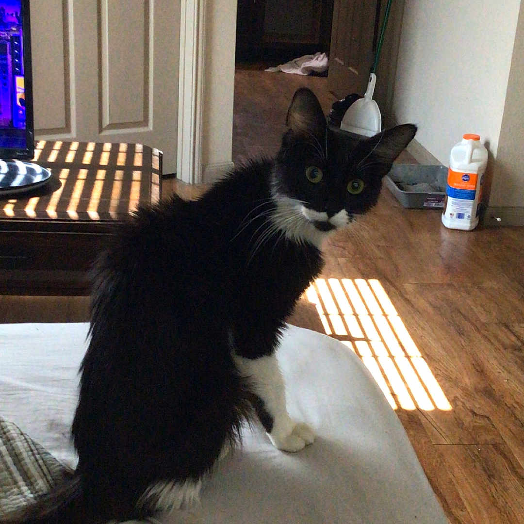 Cleo is registered to the contest to win money with this photo: cat, black_and_white, bed, indoor, wooden_floor, door, mirror, mop, cleaning_supplies, curious, pet, feline, household, sunlight, shadows, room, furniture, white_bedspread, domestic, looking