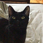 Lunna is registered to the contest to win money with this photo: black_cat, cat, pet, indoor, bed, blanket, wooden_floor, television, cabinet, curious, feline, animal, yellow_eyes, whiskers, domestic_cat, resting, looking_up, cozy, home, furniture