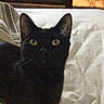 black_cat, cat, pet, indoor, bed, blanket, wooden_floor, television, cabinet, curious, feline, animal, yellow_eyes, whiskers, domestic_cat, resting, looking_up, cozy, home, furniture
