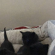 Cleo Babies is registered to the contest to win money with this photo: kitten, cat, black_fur, pet_bed, indoor, animal, cute, small, furry, sleepy, cozy, domestic_animal, young, feline, resting, soft, companions, tail, whiskers, bed