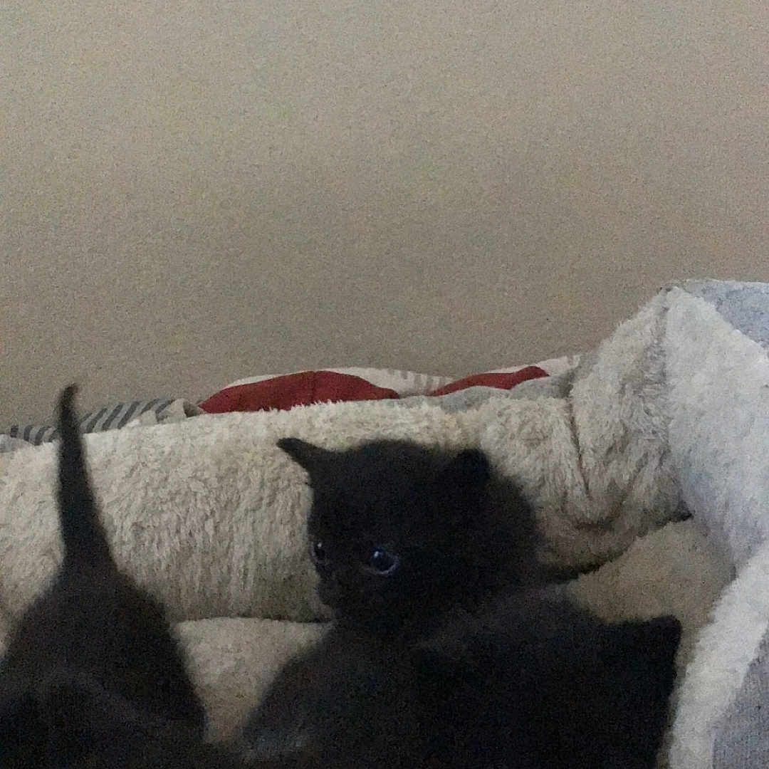 Cleo Babies is registered to the contest to win money with this photo: kitten, cat, black_fur, pet_bed, indoor, animal, cute, small, furry, sleepy, cozy, domestic_animal, young, feline, resting, soft, companions, tail, whiskers, bed