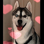 Luca is registered to the contest to win money with this photo: dog, husky, pet, animal, canine, smiling, tongue_out, heterochromia, indoor, collar, fur, ears, face, portrait, heart_overlay, cute, happy, love, domestic, friendly