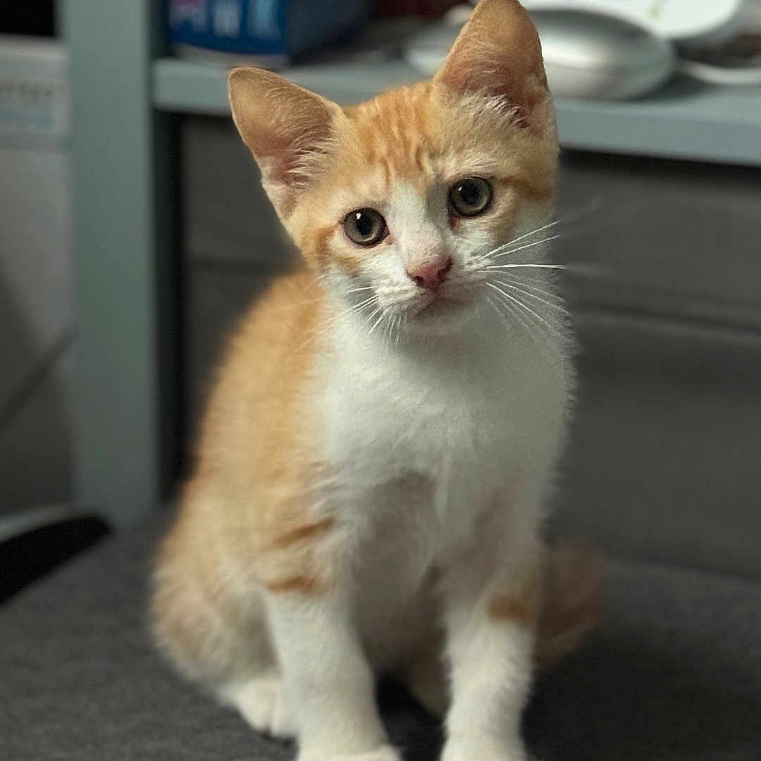 Rio a rejoint le concours — aidez-le/la à gagner de superbes lots ! abyssinian, accessories, animal, cat, furniture, kitten, manx, pet, siamese, strap