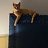 cat, kitten, orange_cat, tabby, pet, animal, feline, sitting, lying_down, paw, tail, whiskers, ears, indoors, bedroom, headboard, furniture, lamp, portrait, cute