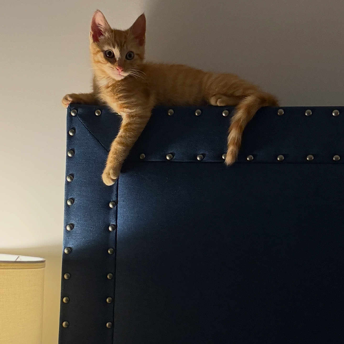 Dorito joined the competition — help win amazing prizes! cat, kitten, orange_cat, tabby, pet, animal, feline, sitting, lying_down, paw, tail, whiskers, ears, indoors, bedroom, headboard, furniture, lamp, portrait, cute