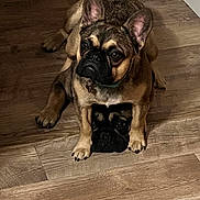 Stellah joined the competition — help win amazing prizes! animal, brown_dog, closeup, collar, cute, dog, dog_face, ears, floor, fur, home, illusion, indoor, muzzle, paws, pet, portrait, shadow, sitting, wooden_floor