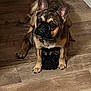 animal, brown_dog, closeup, collar, cute, dog, dog_face, ears, floor, fur, home, illusion, indoor, muzzle, paws, pet, portrait, shadow, sitting, wooden_floor
