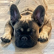 Oso is registered to the contest to win money with this photo: animal, black, brown, canine, close_up, cute, dog, domestic_animal, ears, expression, floor, french_bulldog, indoor, lying_down, muzzle, paws, pet, portrait, resting, wooden_floor