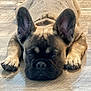 animal, black, brown, canine, close_up, cute, dog, domestic_animal, ears, expression, floor, french_bulldog, indoor, lying_down, muzzle, paws, pet, portrait, resting, wooden_floor