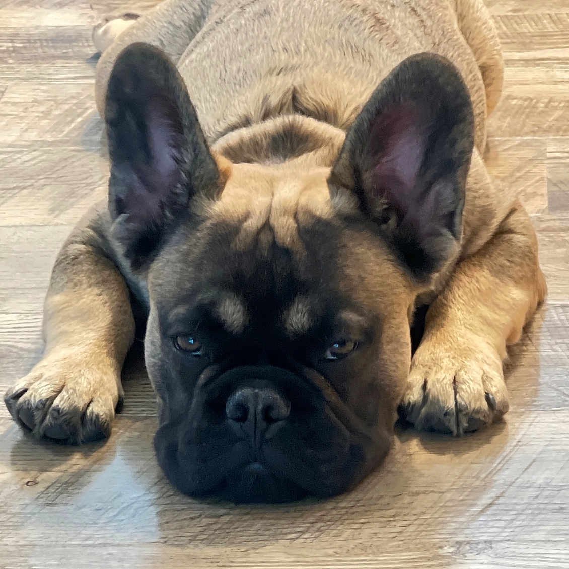 Oso is registered to the contest to win money with this photo: animal, black, brown, canine, close_up, cute, dog, domestic_animal, ears, expression, floor, french_bulldog, indoor, lying_down, muzzle, paws, pet, portrait, resting, wooden_floor
