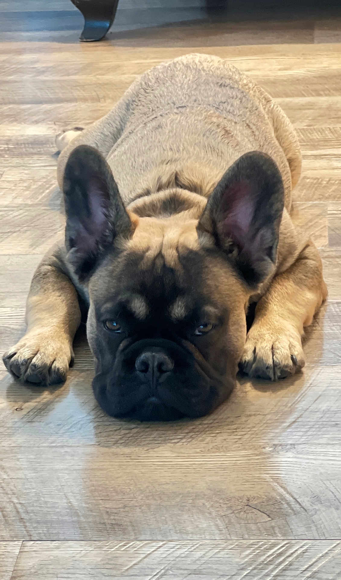 Oso is registered to the contest to win money with this photo: animal, black, brown, canine, close_up, cute, dog, domestic_animal, ears, expression, floor, french_bulldog, indoor, lying_down, muzzle, paws, pet, portrait, resting, wooden_floor