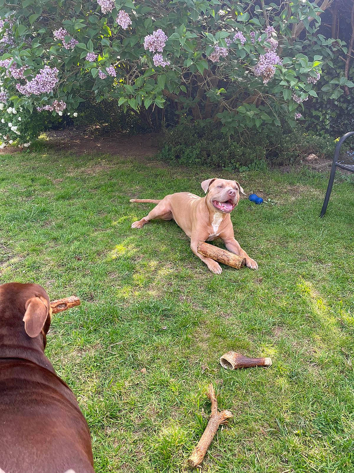 Champion is registered to the contest to win money with this photo: canidae, carnivore, companion_dog, dog, dog_breed, fawn, flower, garden, grass, groundcover, gun_dog, lawn, leisure, people_in_nature, plant, shrub, sporting_group, tail, working_animal, yard