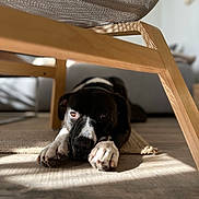 Volt participe au concours pour gagner de l'argent avec cette photo : animal, black_and_white, calm, carpet, closeup, cozy, dog, domestic, floor, furniture, home, indoor, lying_down, paws, pet, relaxed, resting, shadow, sunlight, wooden_chair