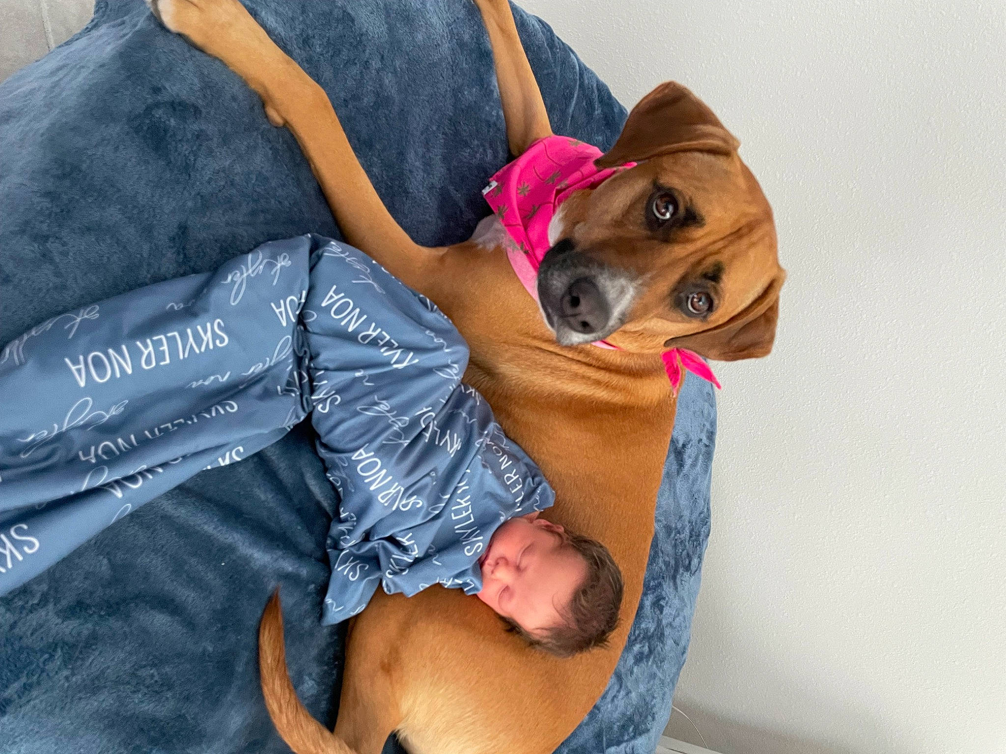 Skyler is registered to the contest to win money with this photo: canidae, carnivore, child, comfort, companion_dog, dog, dog_breed, eyewear, fawn, fun, fur, gesture, happy, leisure, outerwear, person, sitting, smile, sporting_group, sunglasses