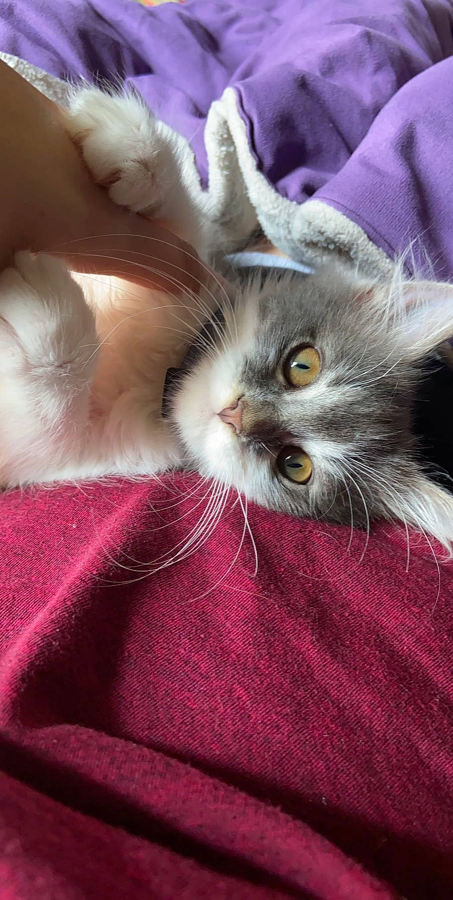 Duckie joined the competition — help win amazing prizes! american_curl, asian, british_longhair, carnivore, cat, domestic_long_haired_cat, fawn, felidae, kitten, mammal, norwegian_forest_cat, persian, ragamuffin, small_to_medium_sized_cats, whiskers