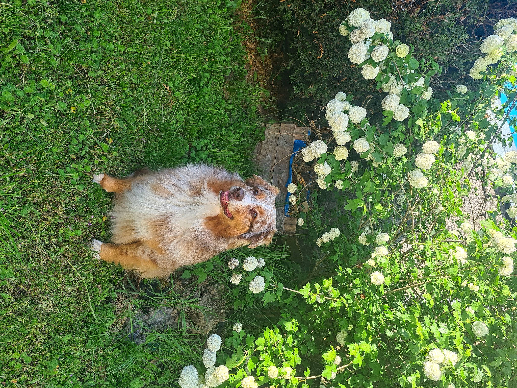 Jeycko a rejoint le concours — aidez-le/la à gagner de superbes lots ! carnivore, cat, companion_dog, dog_breed, fawn, felidae, flower, garden, german_spitz, german_spitz_mittel, grass, groundcover, lawn, plant, shrub, small_to_medium_sized_cats, spitz, tail, vegetation, whiskers