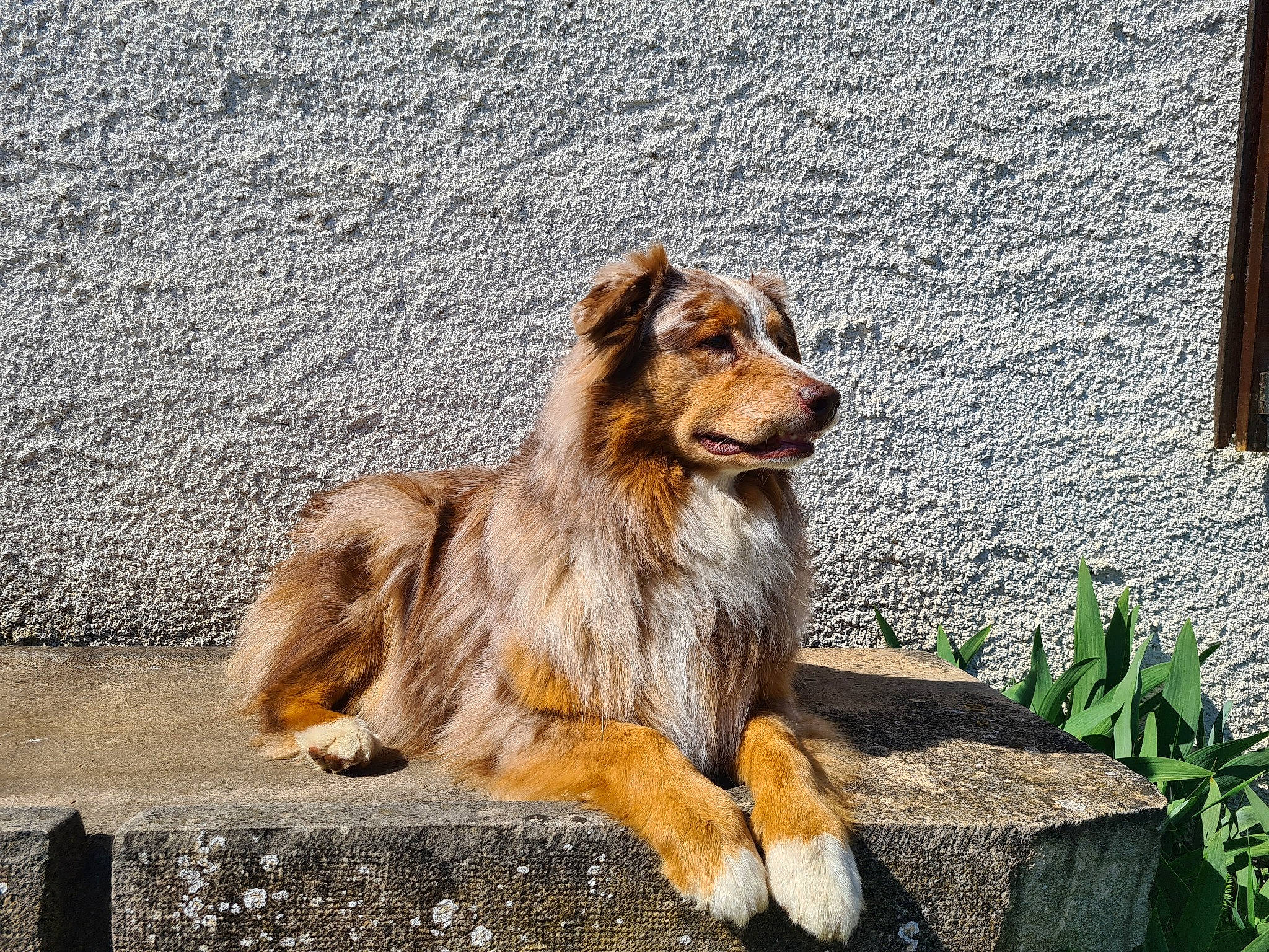 Jeycko a rejoint le concours — aidez-le/la à gagner de superbes lots ! art, canidae, carnivore, companion_dog, dog, dog_breed, fawn, fur, grass, herding_dog, plant, snout, sporting_group, terrestrial_animal, wildlife, wood, working_dog