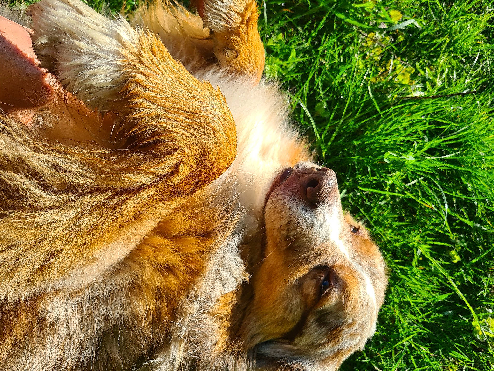 Jeycko participe au concours pour gagner de l'argent avec cette photo : bengal_tiger, big_cats, carnivore, companion_dog, dog_breed, eye, falconiformes, fawn, felidae, fur, grass, lion, plant, siberian_tiger, small_to_medium_sized_cats, snout, tail, terrestrial_animal, tiger, whiskers