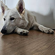 Hermine a rejoint le concours — aidez-le/la à gagner de superbes lots ! dog, white_dog, lying_down, wooden_floor, indoor, pet, ears_up, shadow, calm, resting, close_up, muzzle, paw, flooring, domestic_animal, canine, fur, quiet, relaxed, companion