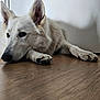 dog, white_dog, lying_down, wooden_floor, indoor, pet, ears_up, shadow, calm, resting, close_up, muzzle, paw, flooring, domestic_animal, canine, fur, quiet, relaxed, companion