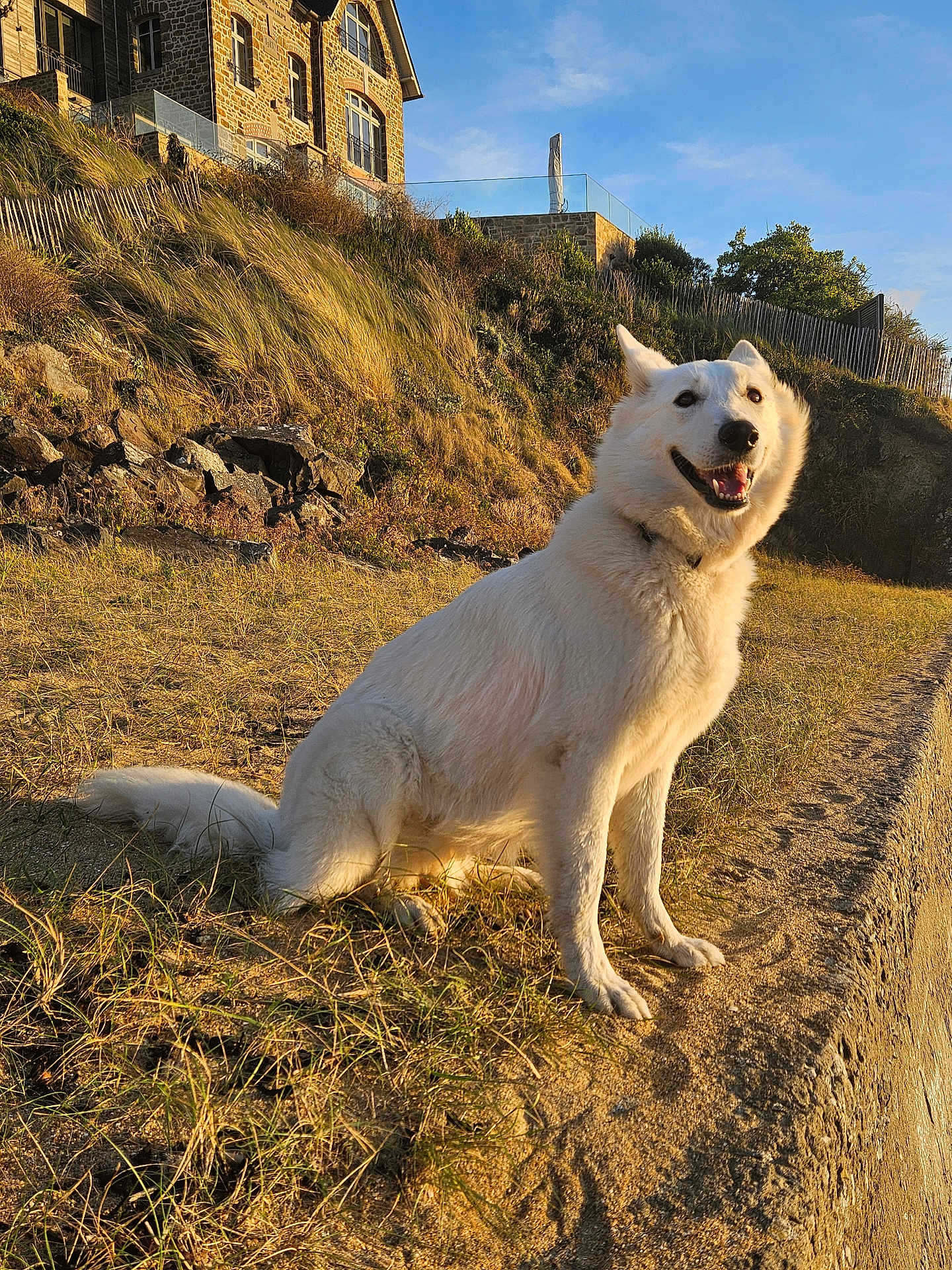 Hermine a rejoint le concours — aidez-le/la à gagner de superbes lots ! dog, white_dog, sitting, outdoor, grass, sand, stone_house, sunlight, happy, animal, pet, nature, hill, fence, blue_sky, daylight, canine, smiling, portrait, landscape