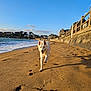 dog, white_dog, beach, sand, paw_prints, ocean, waves, sky, clouds, sunlight, houses, fence, shoreline, outdoor, animal, pet, daytime, coast, nature, running