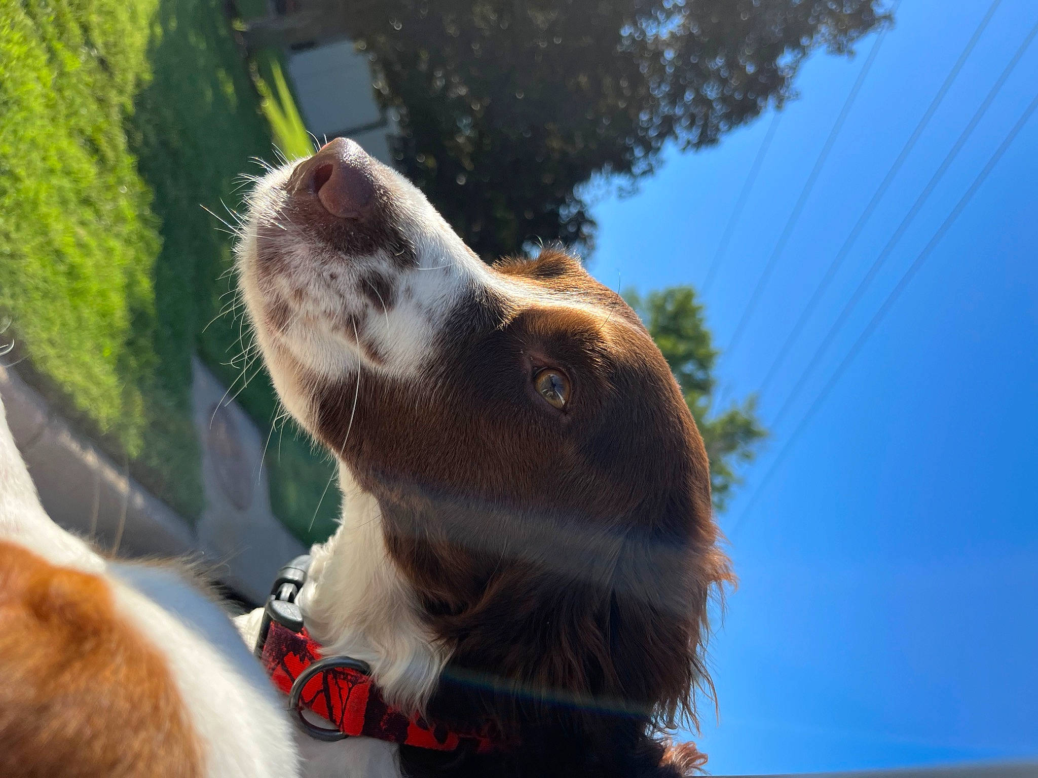 Mollie joined the competition — help win amazing prizes! basset_hound, canidae, carnivore, collar, companion_dog, dog, dog_breed, dog_collar, fang, fawn, fur, liver, pet_supply, sky, snout, sporting_group, terrestrial_animal, tree, whiskers, working_animal