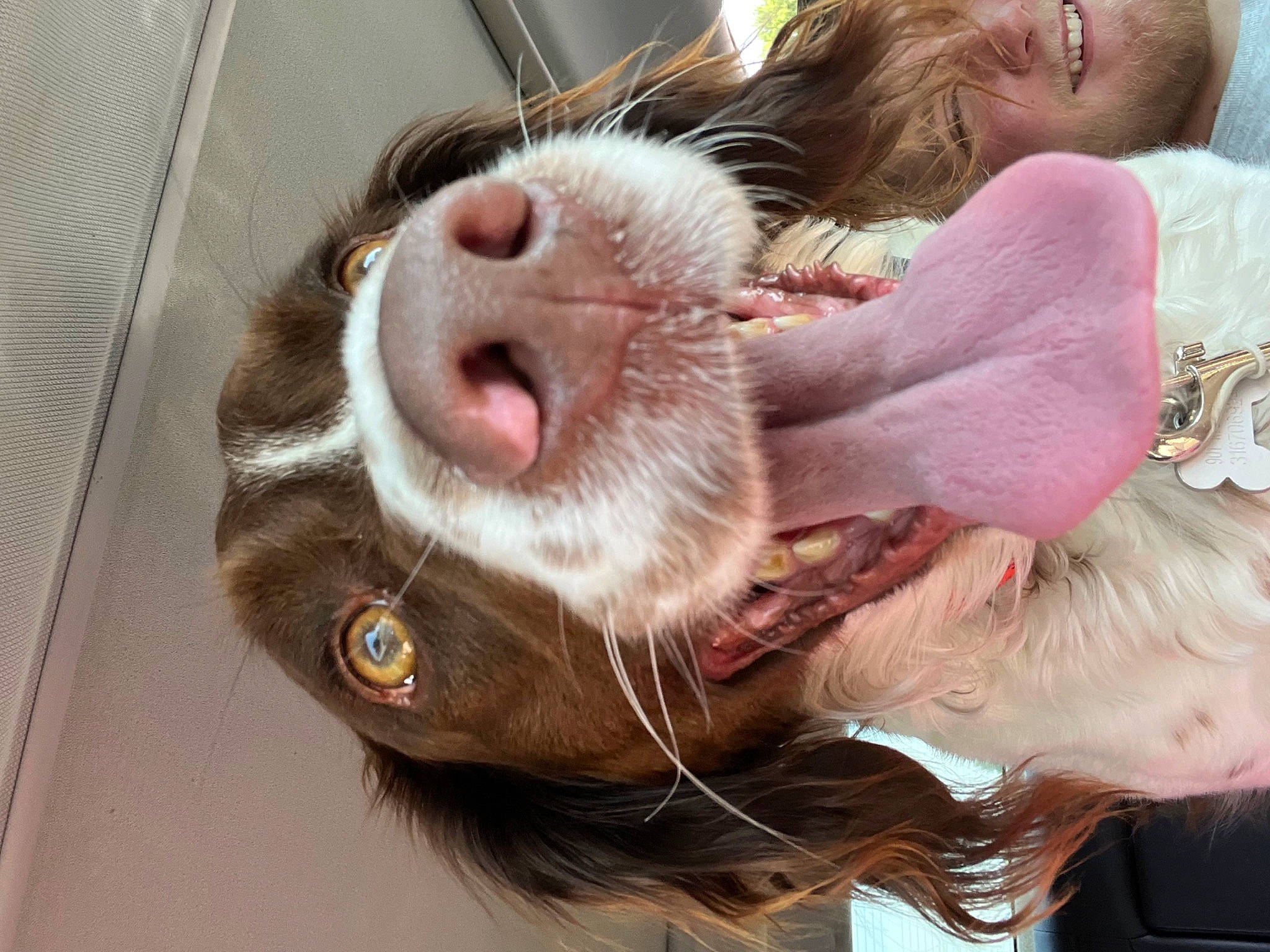 Mollie is registered to the contest to win money with this photo: carnivore, cat, collar, comfort, companion_dog, dog_breed, domestic_short_haired_cat, ear, fawn, felidae, fur, gesture, liver, paw, selfie, small_to_medium_sized_cats, smile, snout, sporting_group, whiskers