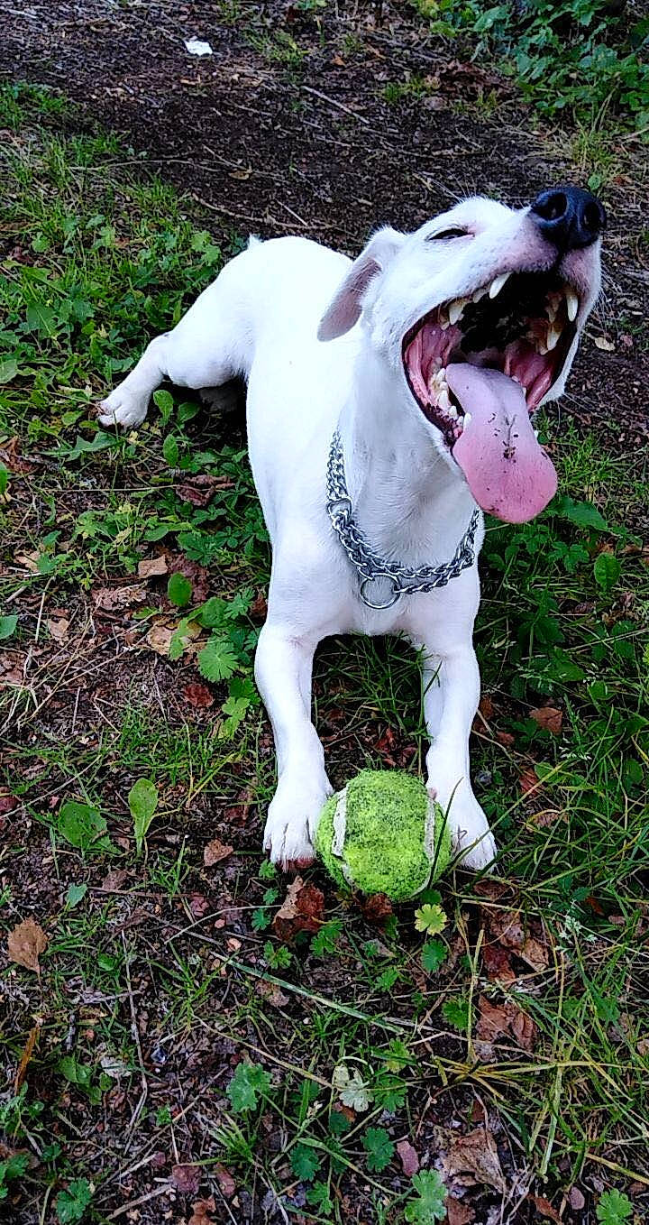 Snow participe au concours pour gagner de l'argent avec cette photo : canidae, carnivore, collar, companion_dog, dog, dog_breed, dog_collar, dog_supply, fang, fawn, grass, groundcover, guard_dog, soil, sporting_group, tail, terrestrial_animal, whiskers, working_animal, working_dog