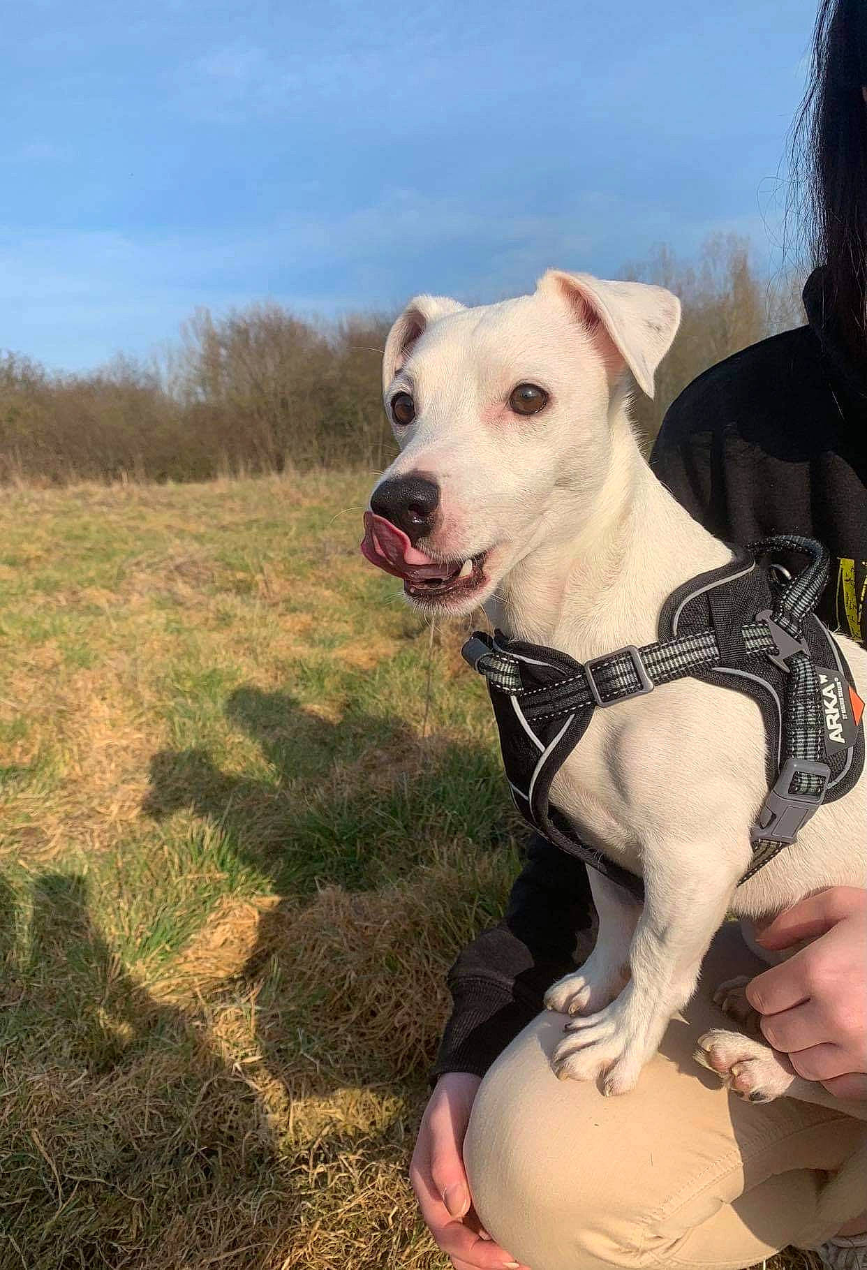 Snow a rejoint le concours — aidez-le/la à gagner de superbes lots ! adventure, canidae, carnivore, cloud, collar, companion_dog, dog, dog_breed, dog_collar, dog_supply, fawn, grass, non_sporting_group, pet_supply, plant, recreation, sky, snout, sporting_group, working_animal